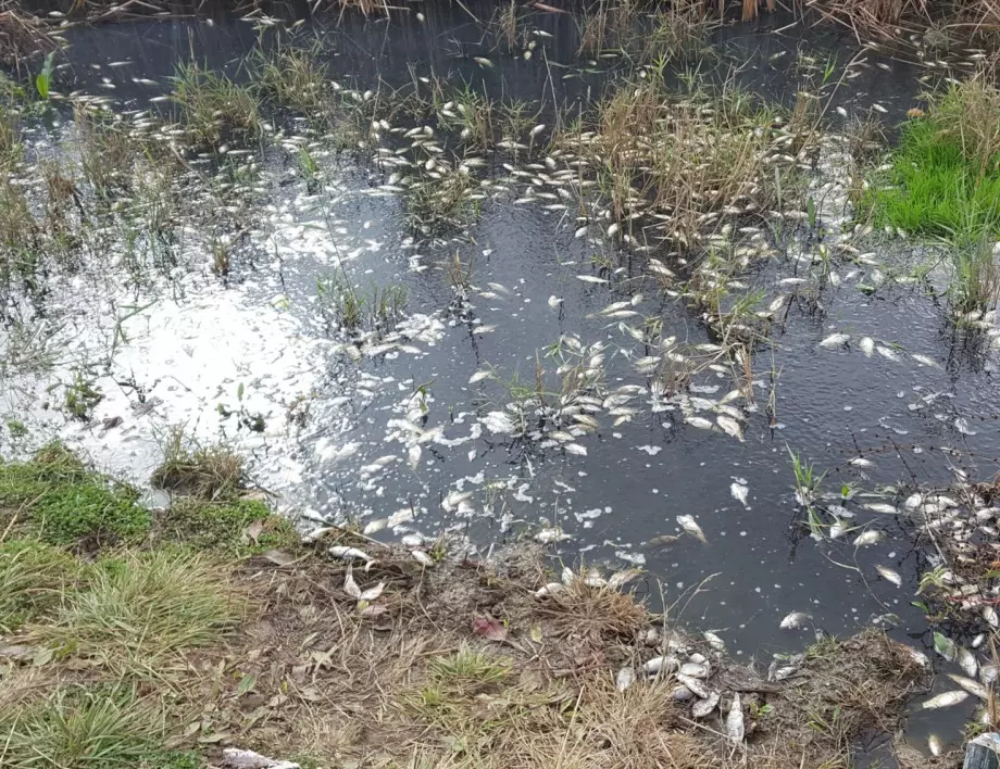 Тонове мъртва риба край Варненското езеро