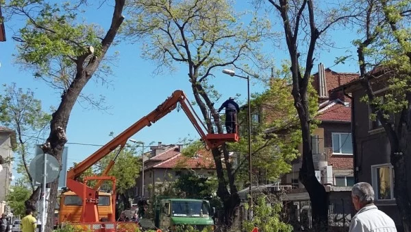 Акция по кастрене короните на дърветата в Асеновград