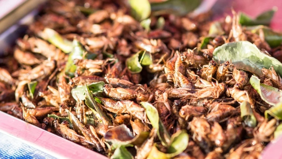 Голяма верига супермаркети започва да продава ядливи насекоми