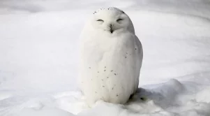 От -15° до 15° градуса през декември