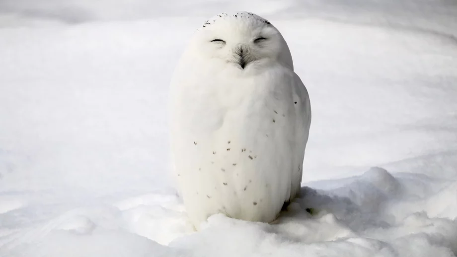 От -15° до 15° градуса през декември