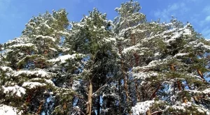 Времето ще ни поглези до 5 февруари, след това - отново студ