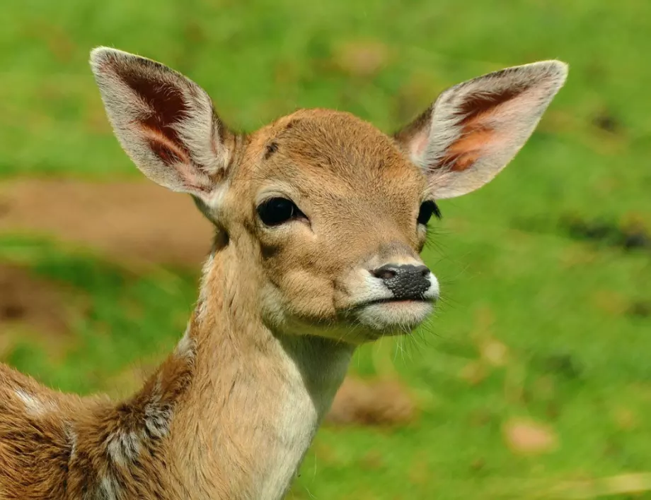 Отровиха девет сърни в зоопарка в Благоевград