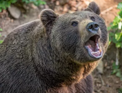 Първи за годината нападения от мечка в Смолянско – над две крави