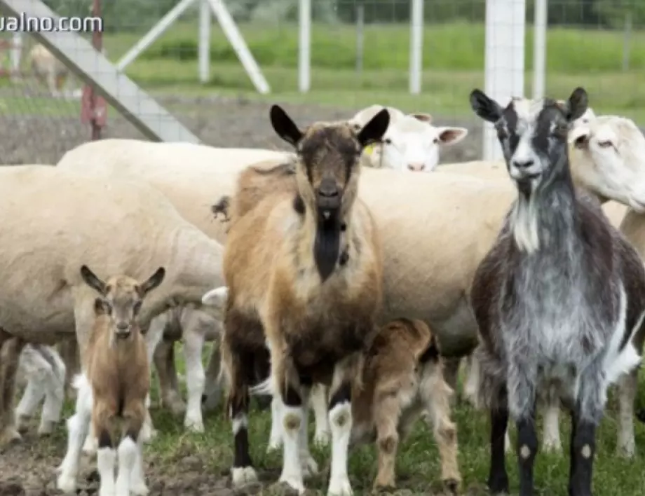 Ще се реши ли проблемът с фермерските помощи за "виртуални" животни?