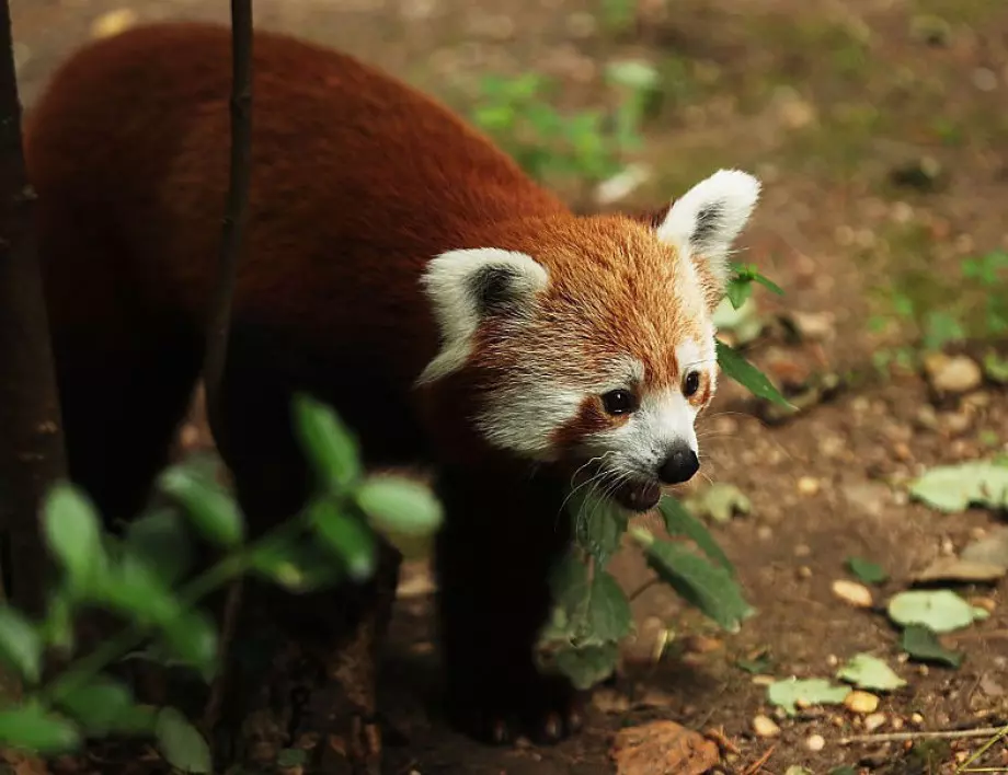 Червена панда е открита на смокиново дърво след бягство от зоопарк 