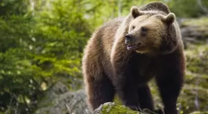 Виц за днес: Ловджията и мечката