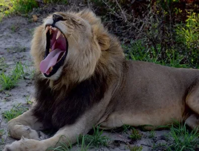 Прокуратурата почна разследване заради състоянието на лъва Любо в Разград