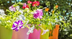 Никога не слагайте саксиите с тези цветя една до друга