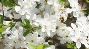 Хиляди декари овощни дървета съсипани заради сланите и студа