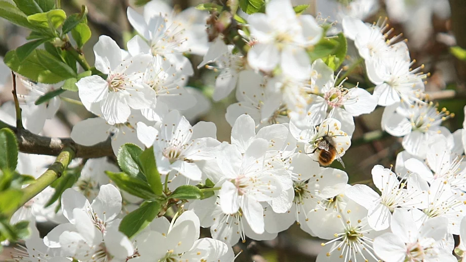 Хиляди декари овощни дървета съсипани заради сланите и студа