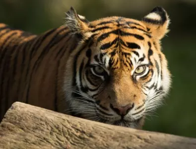 На 29 юли отбелязваме Международния ден на тигъра!