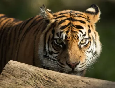 Балийският тигър е обявен за изчезнал животински вид