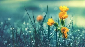 Времето през уикенда (11 - 12 май)