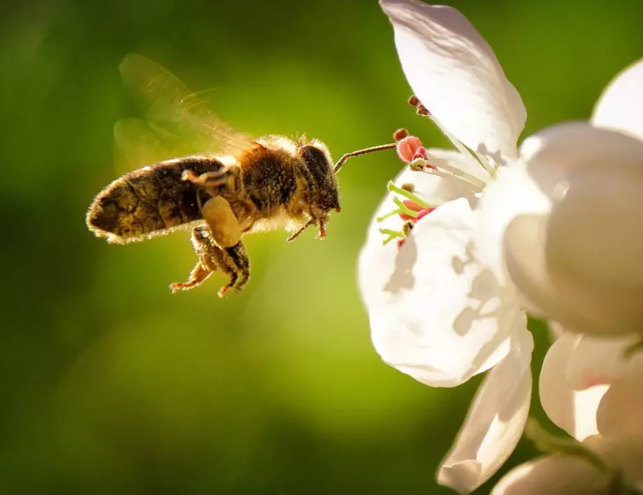 Ако ви ужили пчела, НЕЗАБАВНО се намажете с тази подправка 