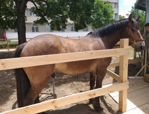 С конна езда помагат на деца с увреждания в Пловдив