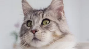 Защото си котка, но си и звезда