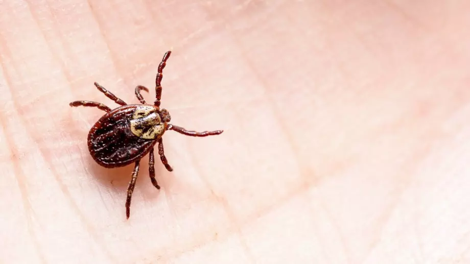 Kaкво НЕ трябва да правите, ако ви ухапе кърлеж