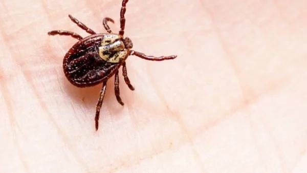 Какво да направите, ако ви ухапе кърлеж