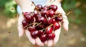 Нечувано: Кутия с 15 череши бе продадена за 3500 долара