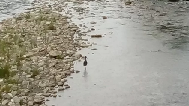 Защо черен щъркел пристигна в Асеновград?