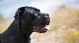 На първо четене: Забраниха разхождането на големи кучета без каишка и намордник