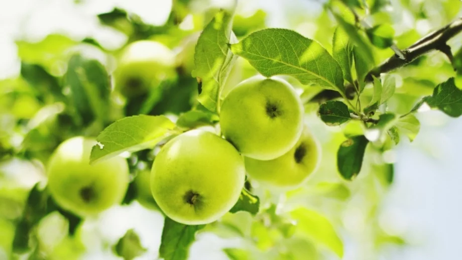 Най-скъпата ябълка в света расте в пловдивско село