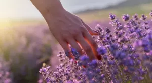 Поверия и обичаи на Еньовден 