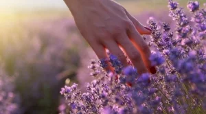 Обичаи на Еньовден 