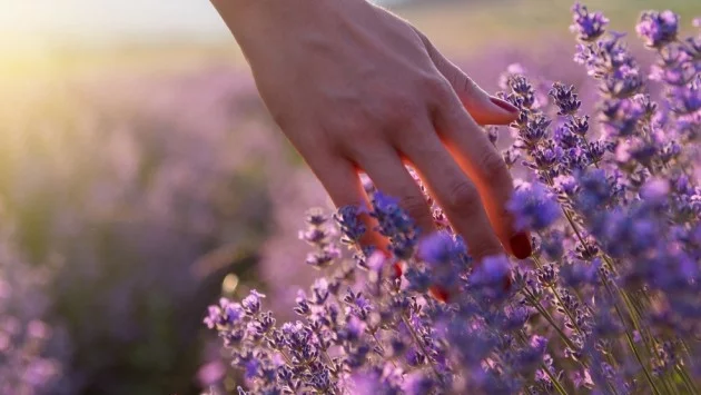 Обичаи на Еньовден