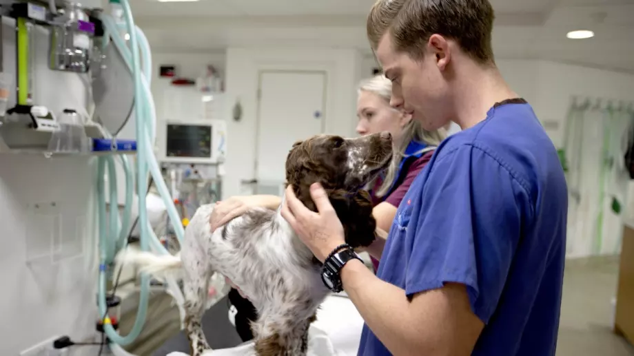 Смешка на деня: Ветеринарът и кобилите