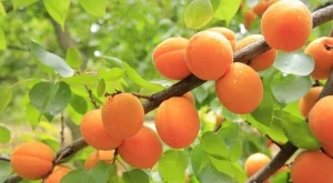 Вносът от Гърция удари българските производители на кайсии