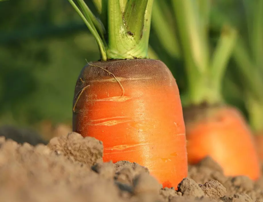 8 грешки при засяване на моркови, които трябва да избягвате
