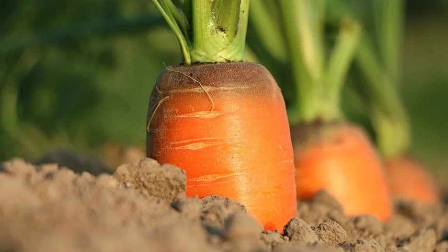Заявените площи при плодовете и зеленчуците запазват нивата си