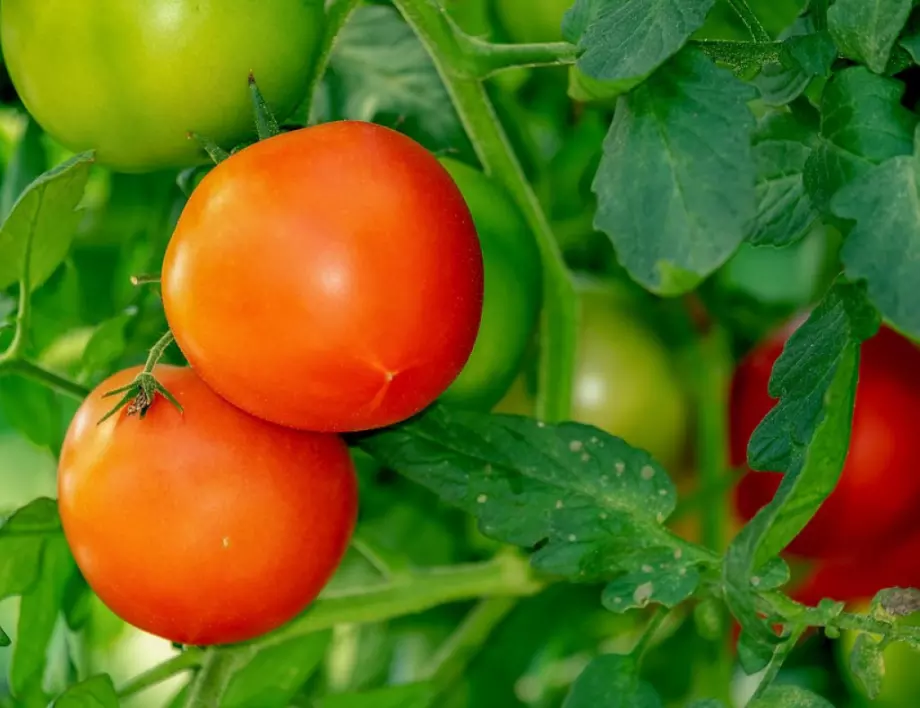 С това подхранване доматите няма да се развалят в жегата