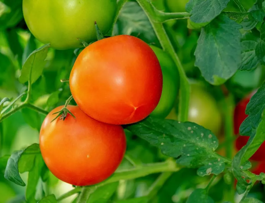 Тази тор действа уникално на доматите през юли