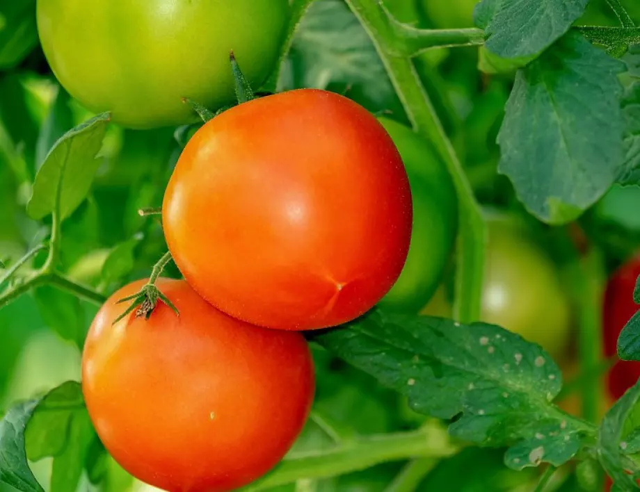 Защо много домакини започнаха да слагат зелените домати върху стърготина?