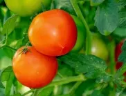 От идеите на дядо: Най-хитрите начини да отгледаме много и вкусни домати