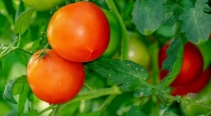 Площите с биокултури у нас са се увеличили над 6 пъти за 7 г.