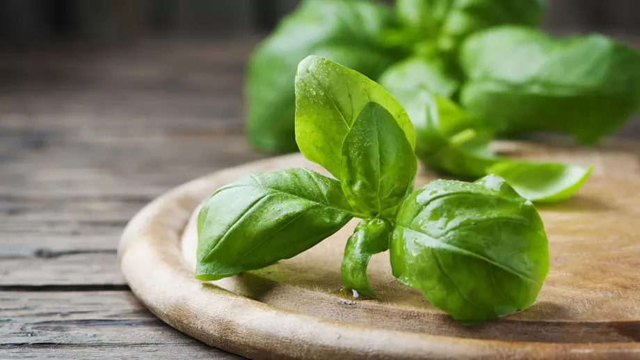 Многобройните ползи на босилека