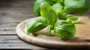 Ползи от консумацията на босилек