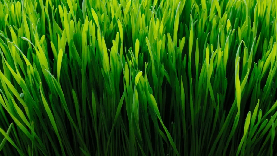 Защо да изберем фирма за цялостно озеленяване в София