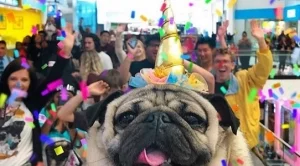 3-те най-популярни кучета в Instagram, които изкарват много повече пари от вас