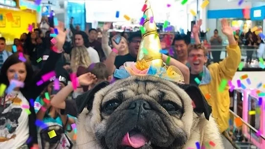 3-те най-популярни кучета в Instagram, които изкарват много повече пари от вас