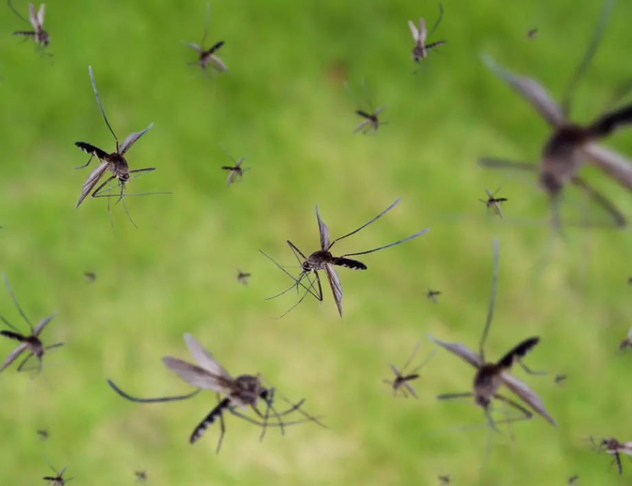 3 съставки ще държат комарите на метри от вас. Ето кои са те! 