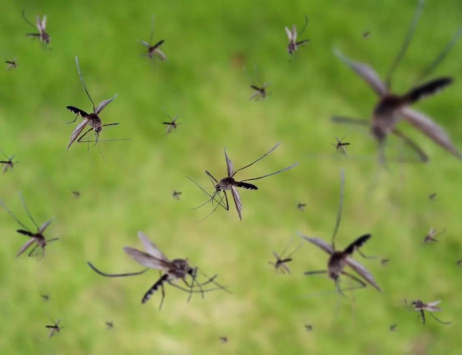 Във Видин предстои третиране срещу комари