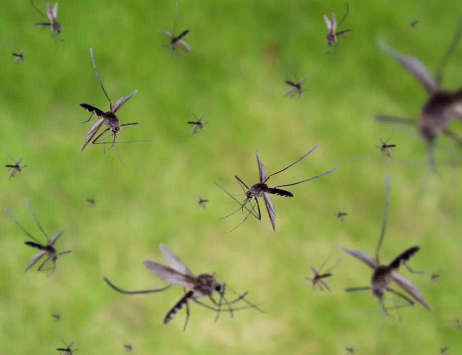 Предстои поредна масова обработка срещу комари в Стара Загора