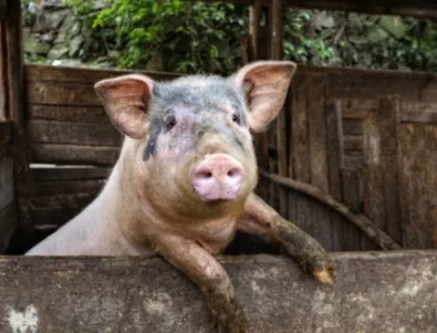 Регистрирани са случаи на Африканска чума по свинете в Русенска област