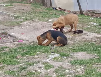 В Благоевград строят нов приют за бездомни кучета