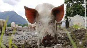 Виц за 20 юни 2023:  Прасето казало на стария бик